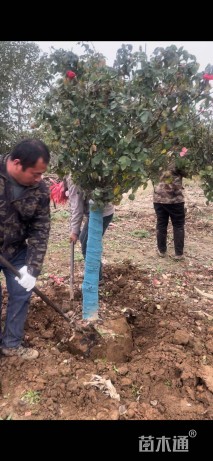 8公分高杆树状月季