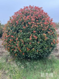 冠幅250厘米红叶石楠球