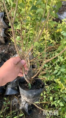 高度40厘米金禾女贞