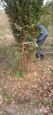 高度250厘米丛生紫薇