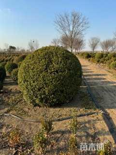 高度60厘米小叶黄杨