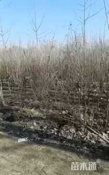 高度300厘米木槿