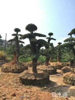 400厘米造型榆树