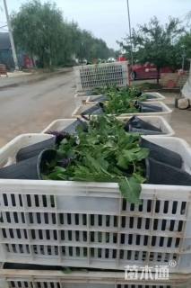 高度30厘米鼠尾草