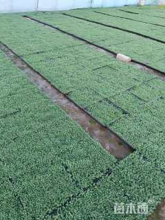 高度10厘米中华景天