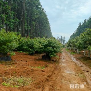 6公分丛生日本红枫