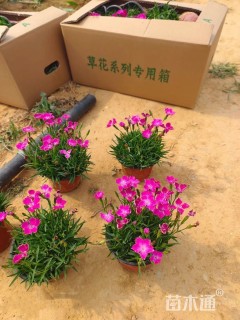 高度10厘米欧石竹