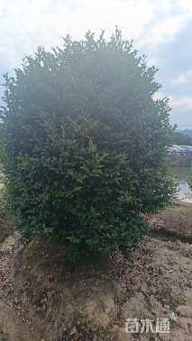 高度230厘米茶梅