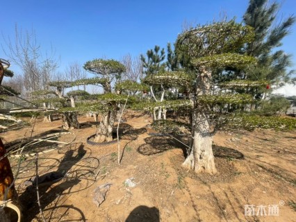 40公分造型对节白蜡