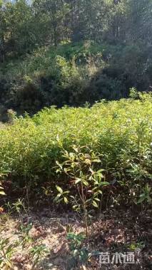 高度30厘米木荷小苗