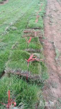 草块状马尼拉草