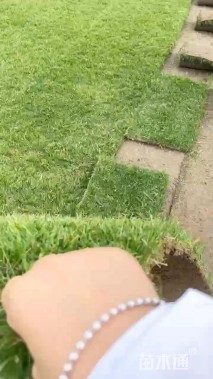 混播黑麦草