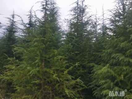 高度5000厘米雪松