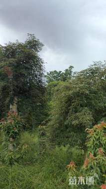 高度300厘米羽毛枫