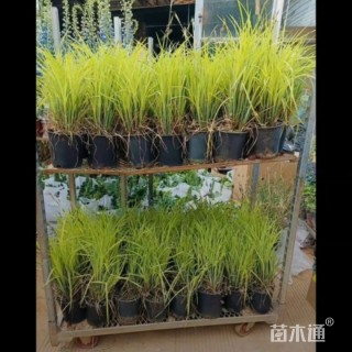 高度30厘米鲍尔金丝苔草