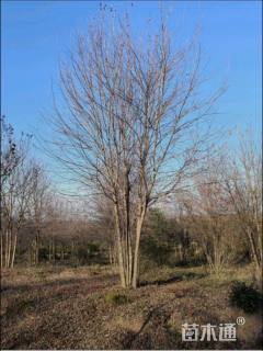 高度700厘米丛生三角枫