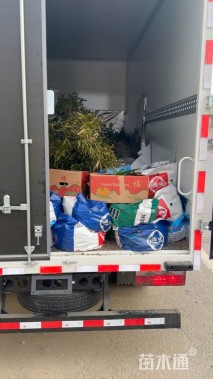 高度25厘米柳叶马鞭草