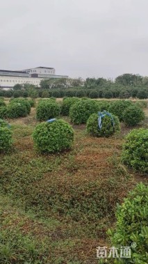 冠幅100厘米海桐球