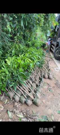 高度50厘米芒果小苗