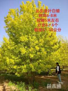 30公分造型对节白蜡