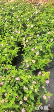 冠幅30厘米五色梅