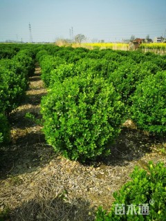 冠幅80厘米大叶黄杨球