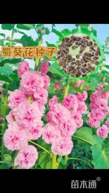 蜀葵种子蜀葵种子