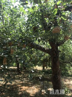 30公分苹果树