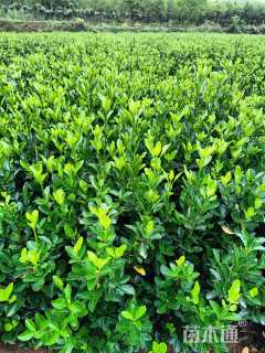 高度45厘米大叶黄杨