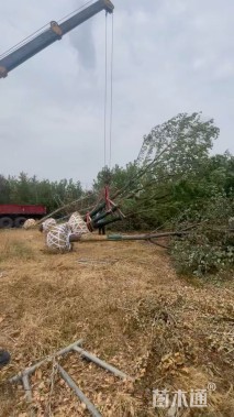 100公分(5杆)丛生乌桕