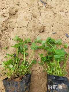 高度15厘米白三叶