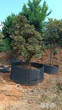 高度150厘米高山杜鹃