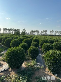 冠幅80厘米大叶黄杨球