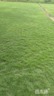 草块状马尼拉草