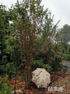 高度200厘米丛生紫薇