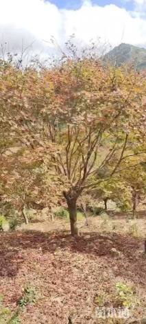 16公分红枫