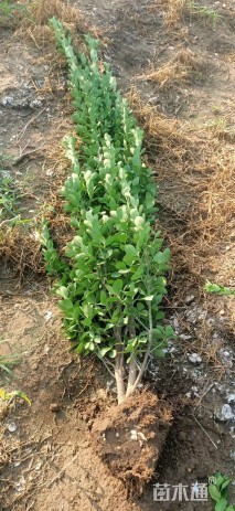 高度70厘米大叶黄杨小苗
