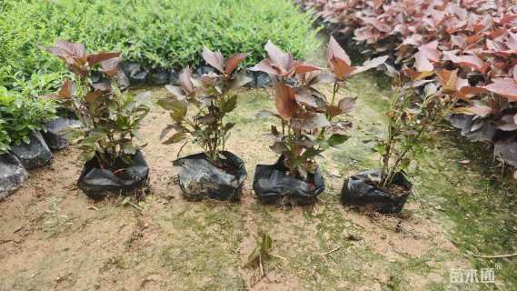 高度20厘米红桑