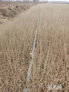 高度40厘米水蜡
