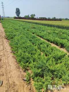 高度40厘米沙地柏