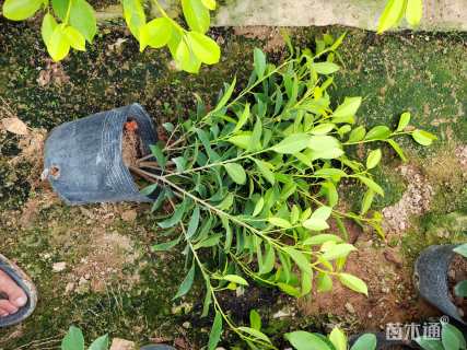 高度30厘米黄金榕