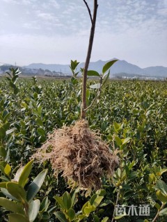 高度25厘米油茶