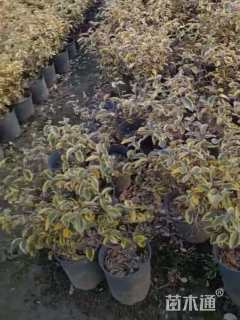 冠幅15厘米金边胡颓子球