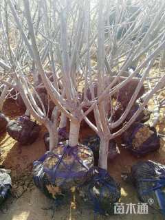 高度100厘米美早大樱桃