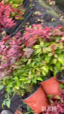 高度30厘米火焰南天竹