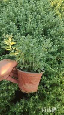 高度20厘米国庆菊