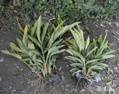 高度40厘米花叶良姜