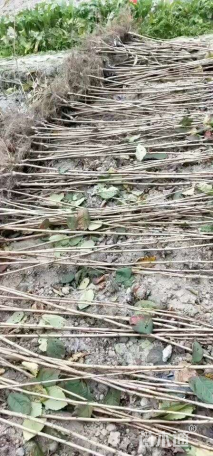 高度60厘米樱花小苗