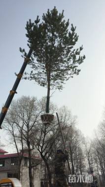 高度500厘米樟子松