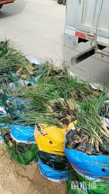 高度20厘米拂子茅